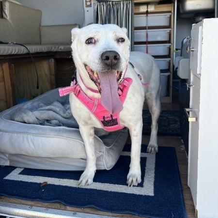Bella, a Adoptable mixed breed in Flagstaff, AZ image 4/6