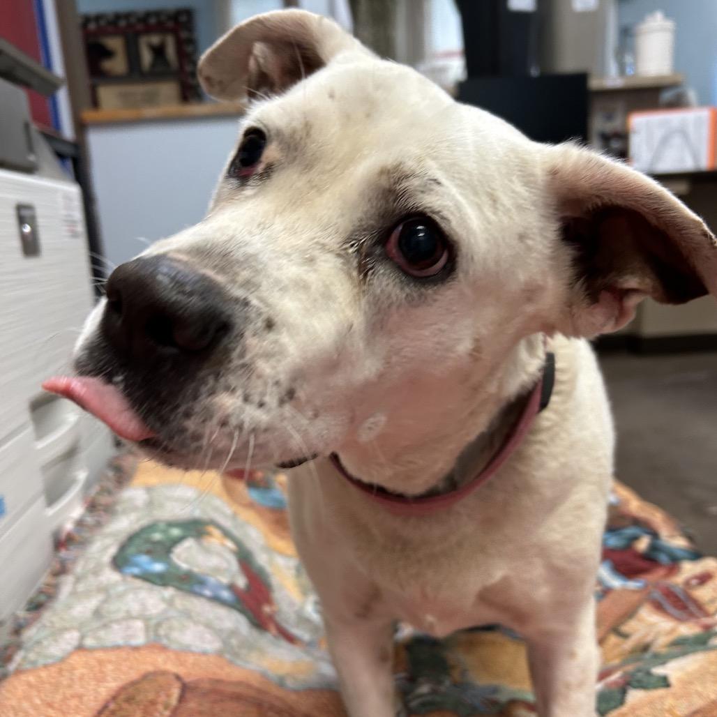 Enlarge Bella -in foster!, a Adoptable mixed breed in Flagstaff, AZ image 5/6