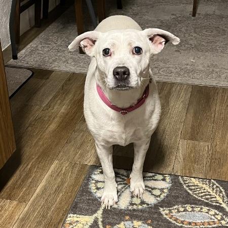 Enlarge Bella- In Foster!, a Adoptable mixed breed in Flagstaff, AZ image 5/6
