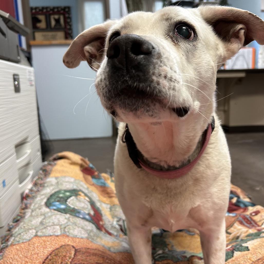 Enlarge Bella -in foster!, a Adoptable mixed breed in Flagstaff, AZ image 6/6