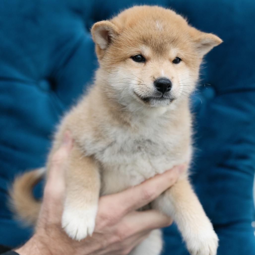 Enlarge Pontius, a ADOPTABLE Shiba Inu in Zionsville, IN image 1/1