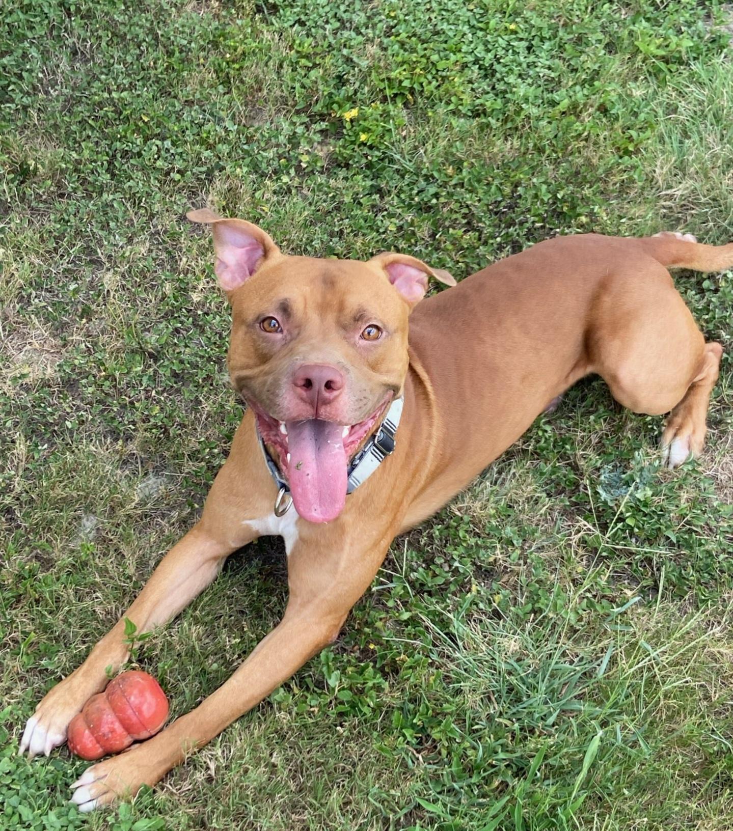 Osmund, ADOPTABLE, Adult Male Pit Bull Terrier.