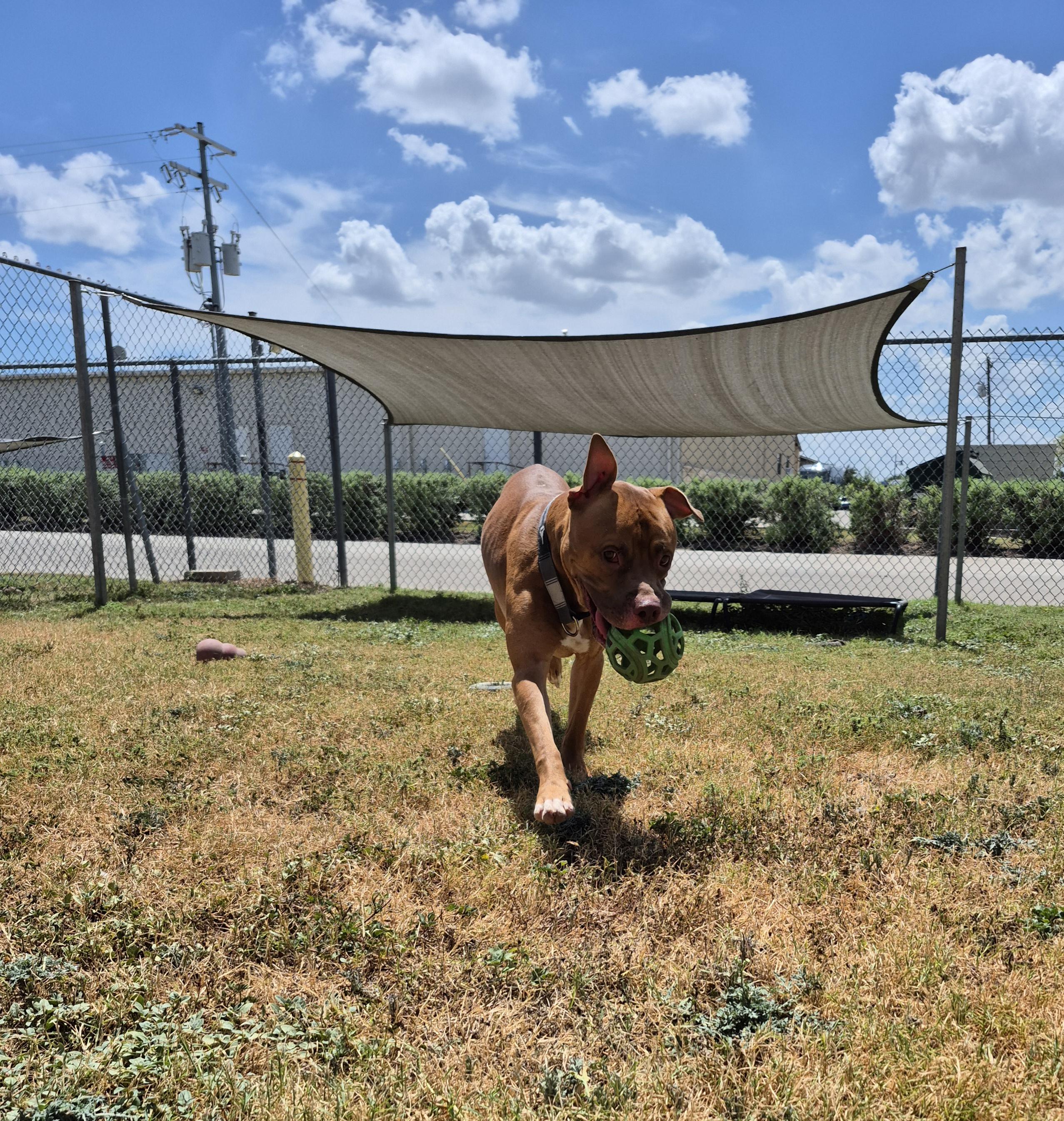 Osmund, a ADOPTABLE Pit Bull Terrier in Schertz, TX image 2/2