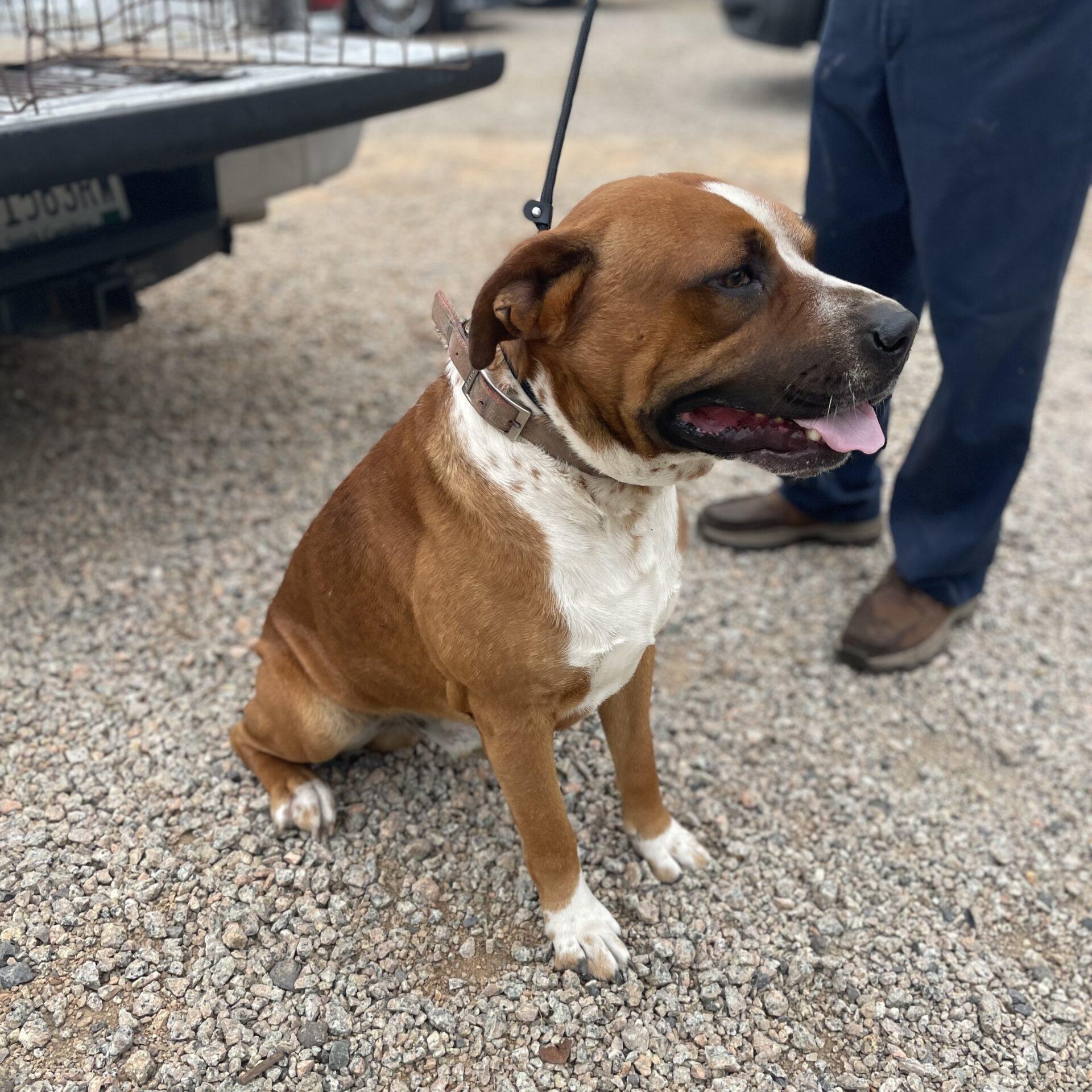 Enlarge Beaux, a Adoptable mixed breed in West Chester, PA image 3/5