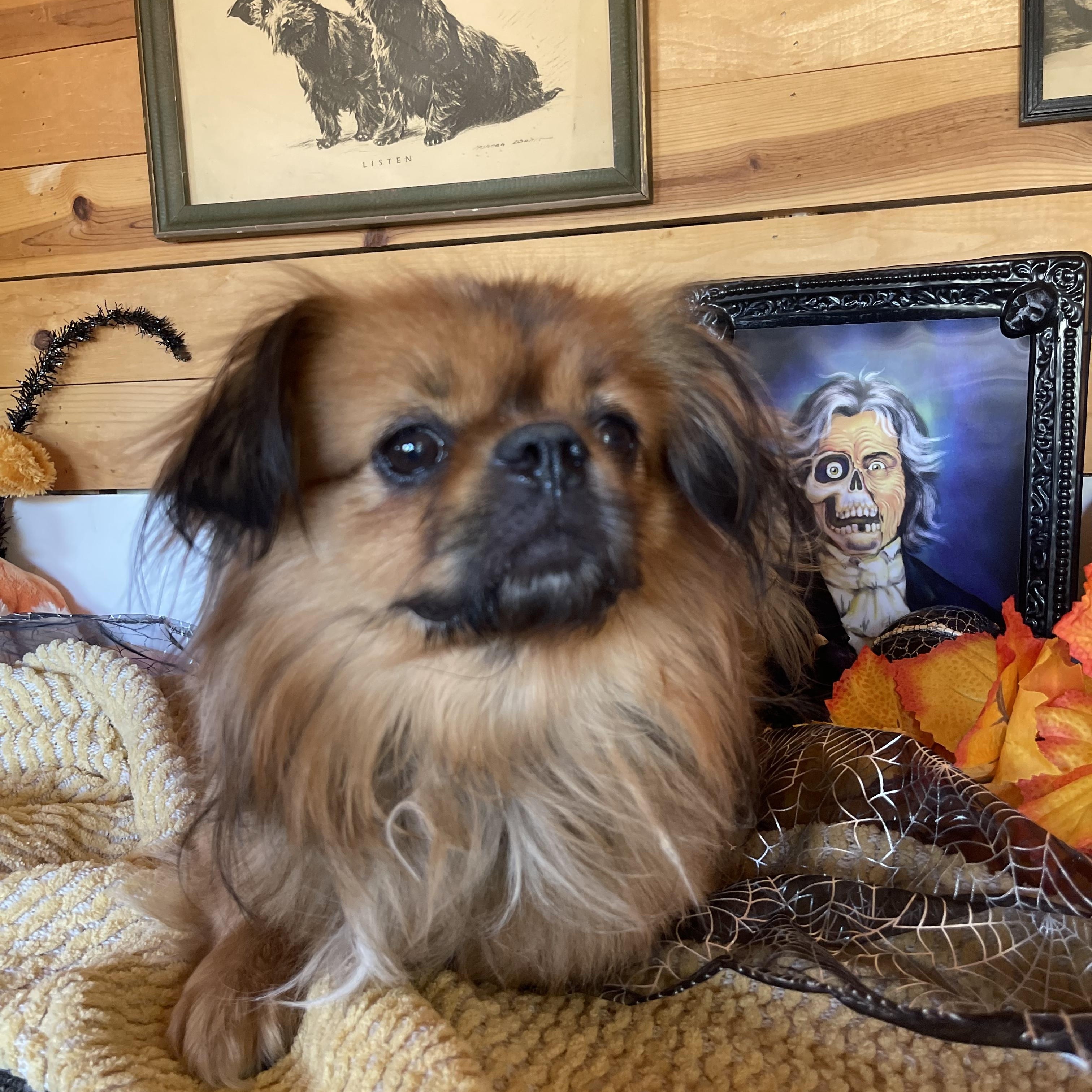 Enlarge Charles, a Adopted Pekingese in Vacaville, CA image 3/3