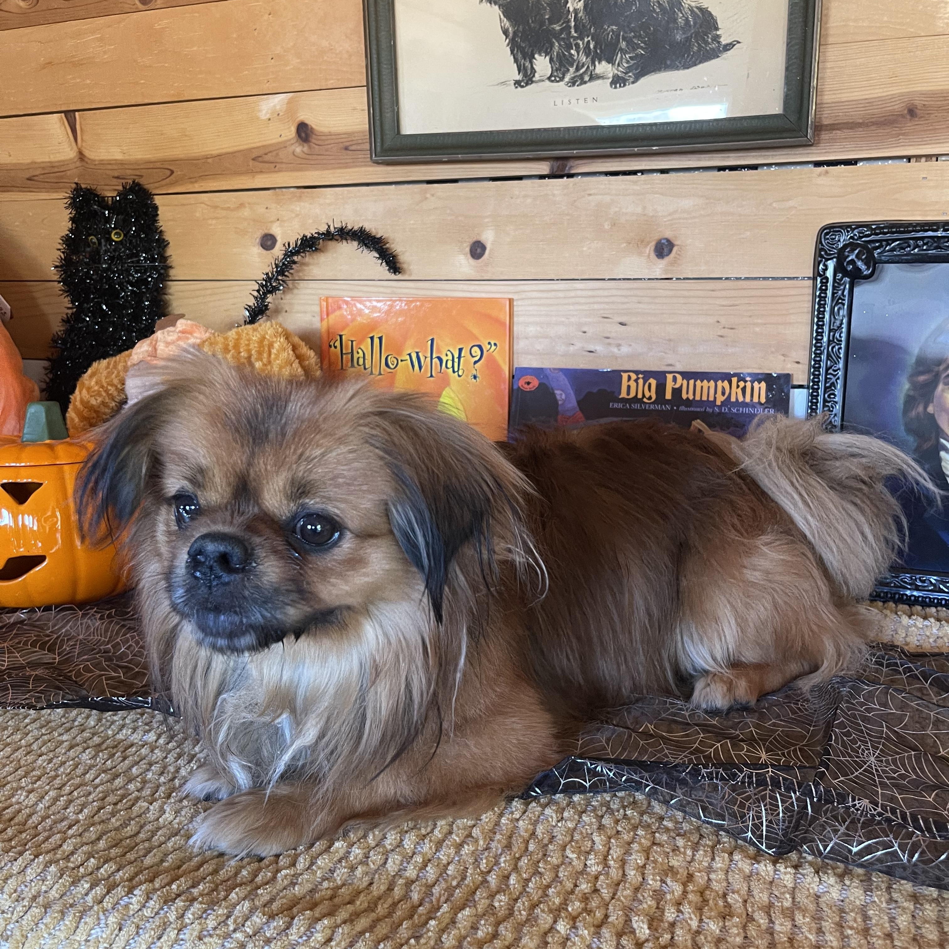 Enlarge Charles, a Adopted Pekingese in Vacaville, CA image 2/3