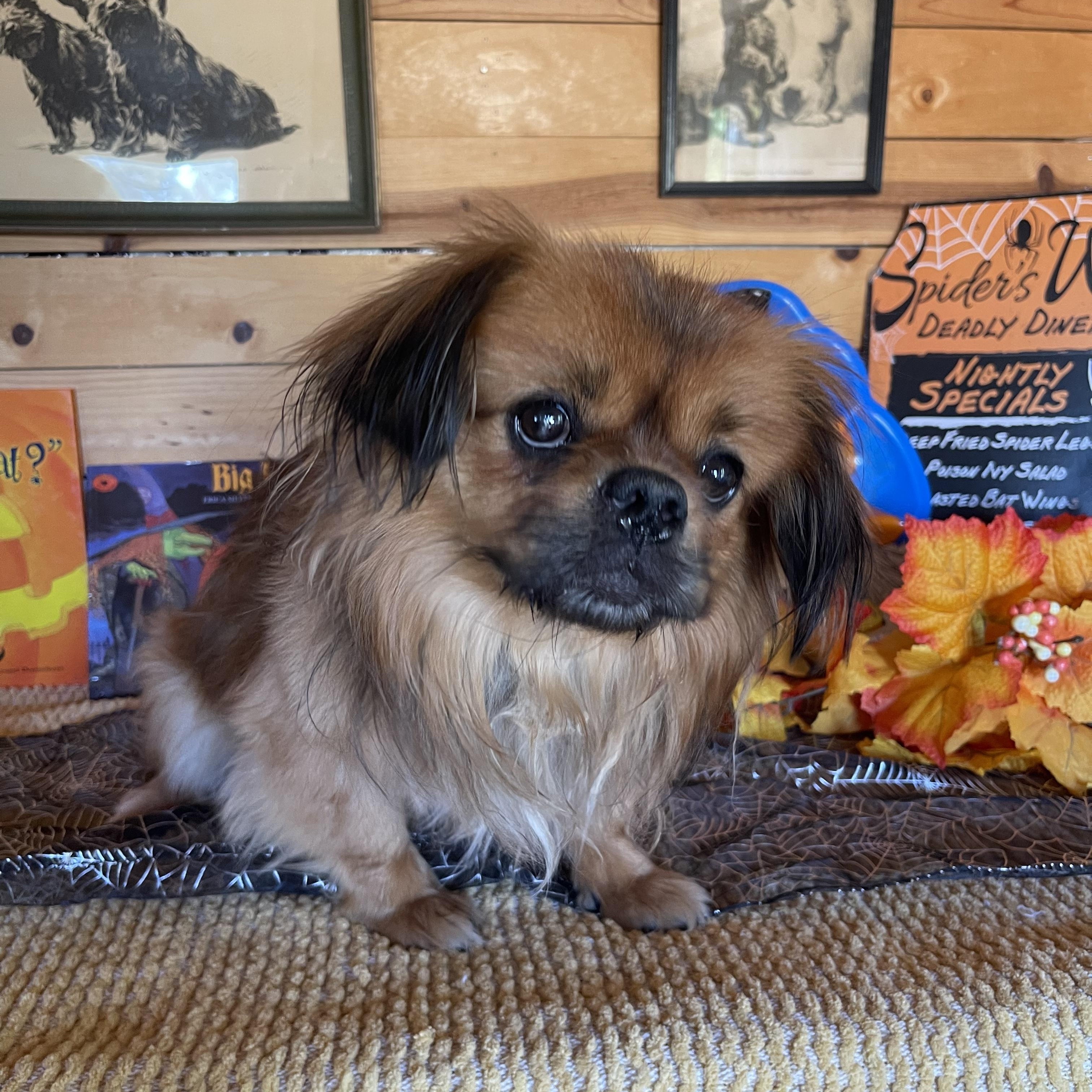 Enlarge Charles, a Adopted Pekingese in Vacaville, CA image 1/3