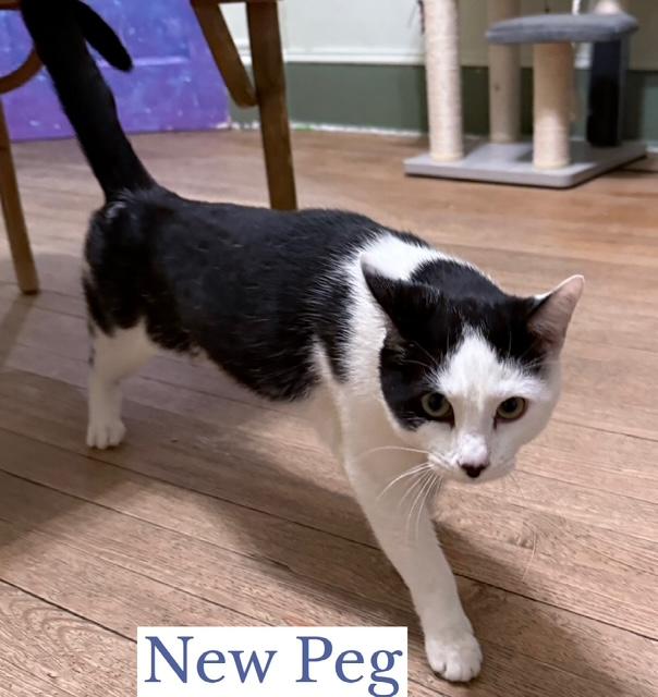 Enlarge New Peg, a ADOPTABLE Domestic Short Hair in Berkeley Springs, WV image 1/3