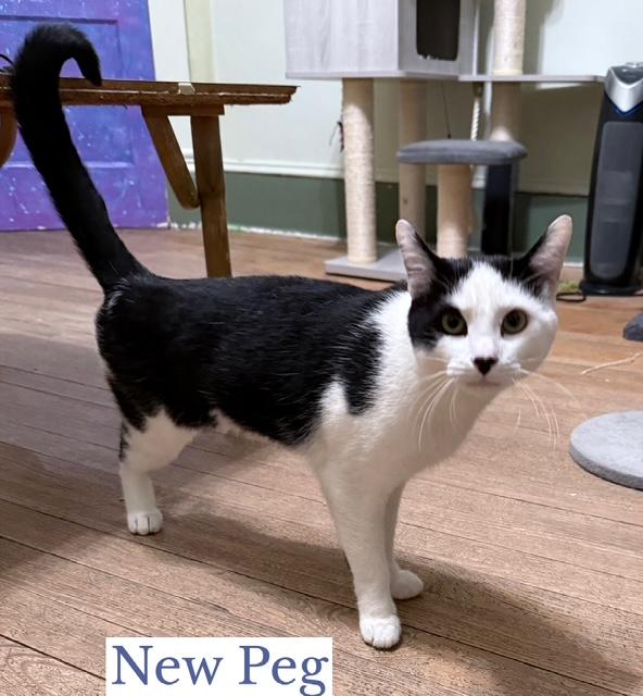 Enlarge New Peg, a ADOPTABLE Domestic Short Hair in Berkeley Springs, WV image 2/3