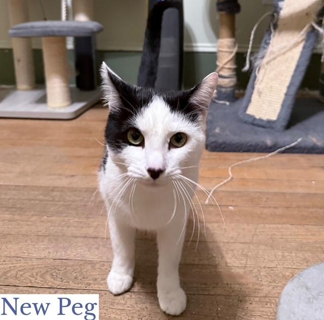 Enlarge New Peg, a ADOPTABLE Domestic Short Hair in Berkeley Springs, WV image 3/3