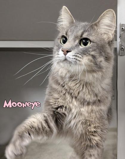 Mooneye, Adoptable, Adult Male Domestic Long Hair & Domestic Short Hair.