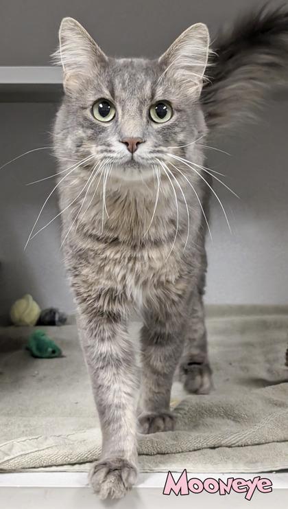 Enlarge Mooneye, a Adoptable mixed breed in Mason, MI image 2/3