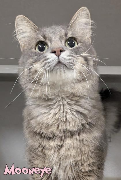 Enlarge Mooneye, a Adoptable mixed breed in Mason, MI image 3/3