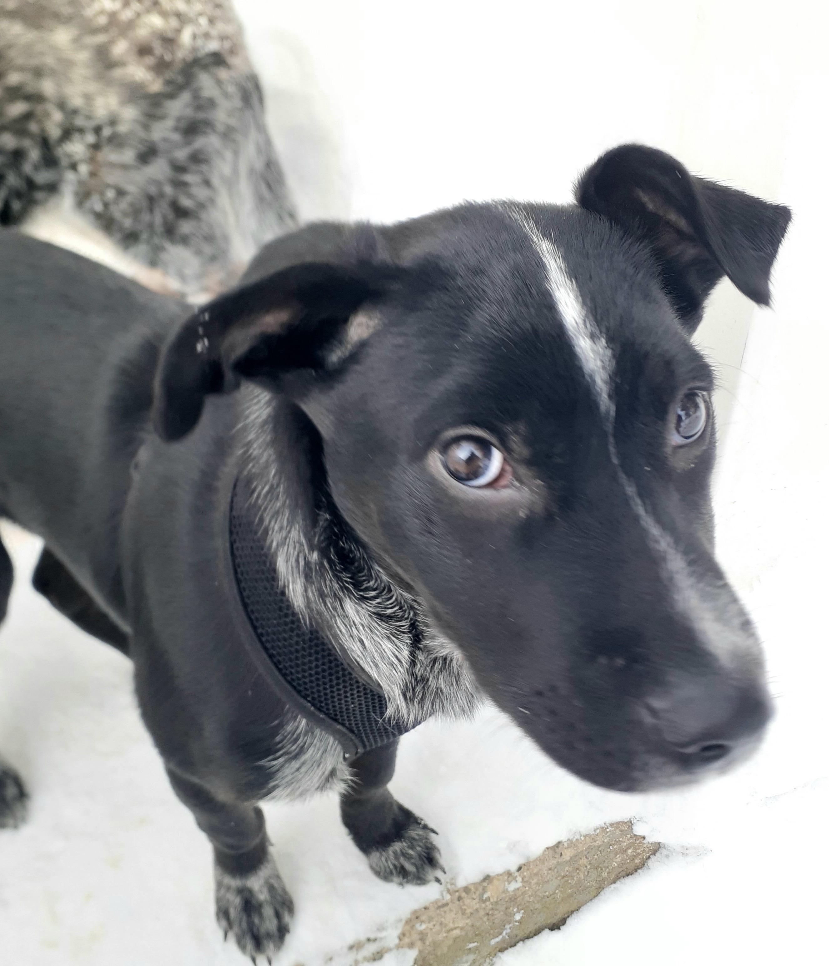 Jax, a ADOPTABLE mixed breed in Gloucester, MA image 4/6