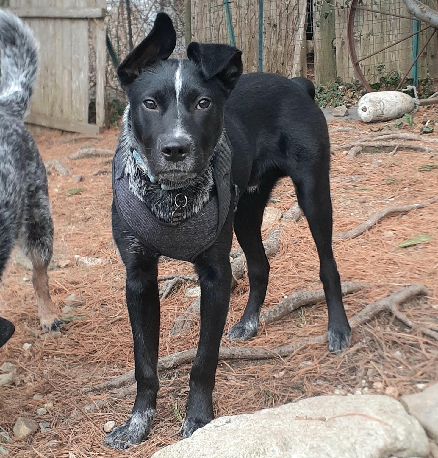Enlarge Jax, a ADOPTABLE mixed breed in Garden City, NY image 2/5