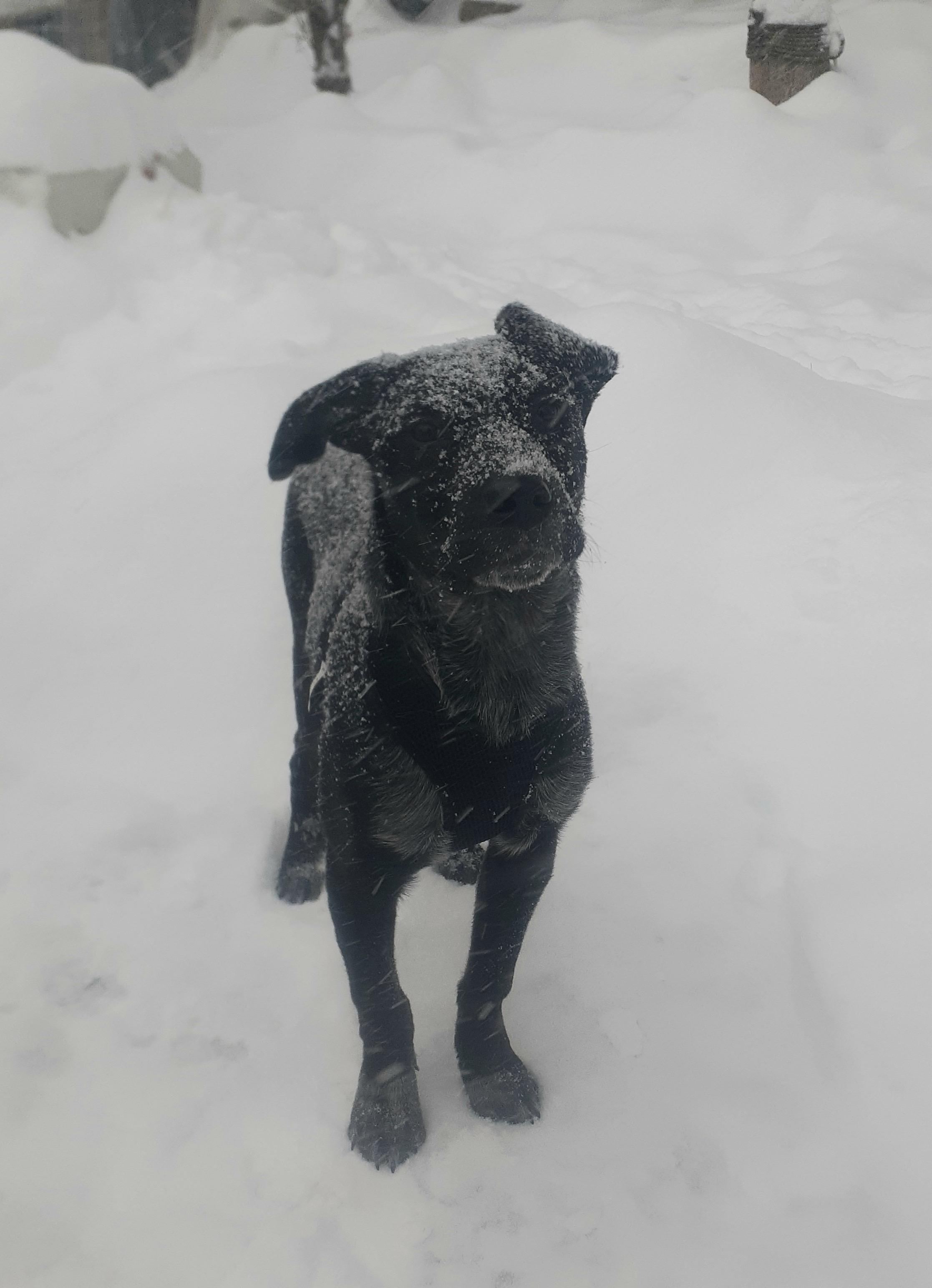 Jax, a ADOPTABLE mixed breed in Gloucester, MA image 3/6