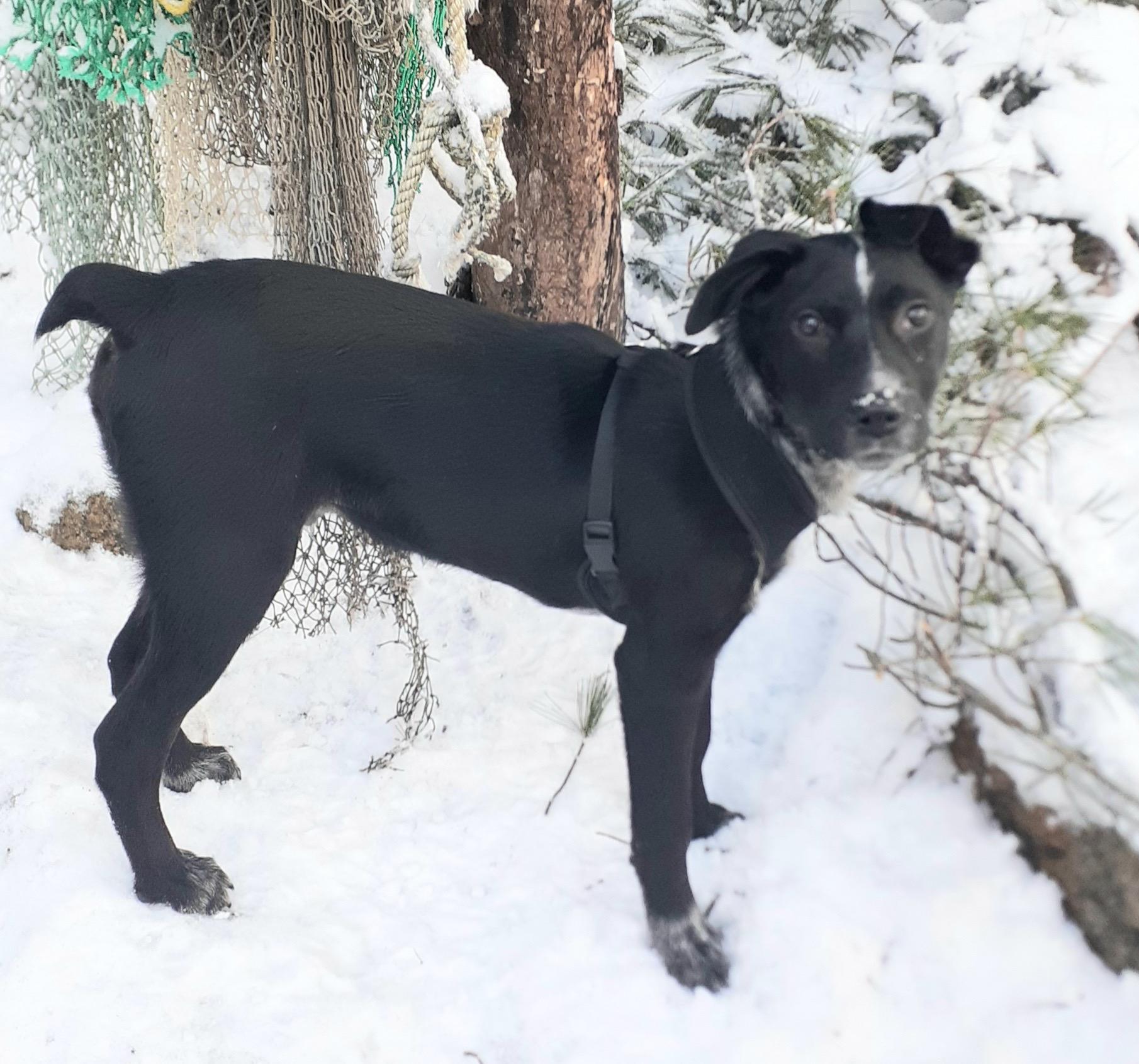 Jax, a ADOPTABLE mixed breed in Gloucester, MA image 1/6