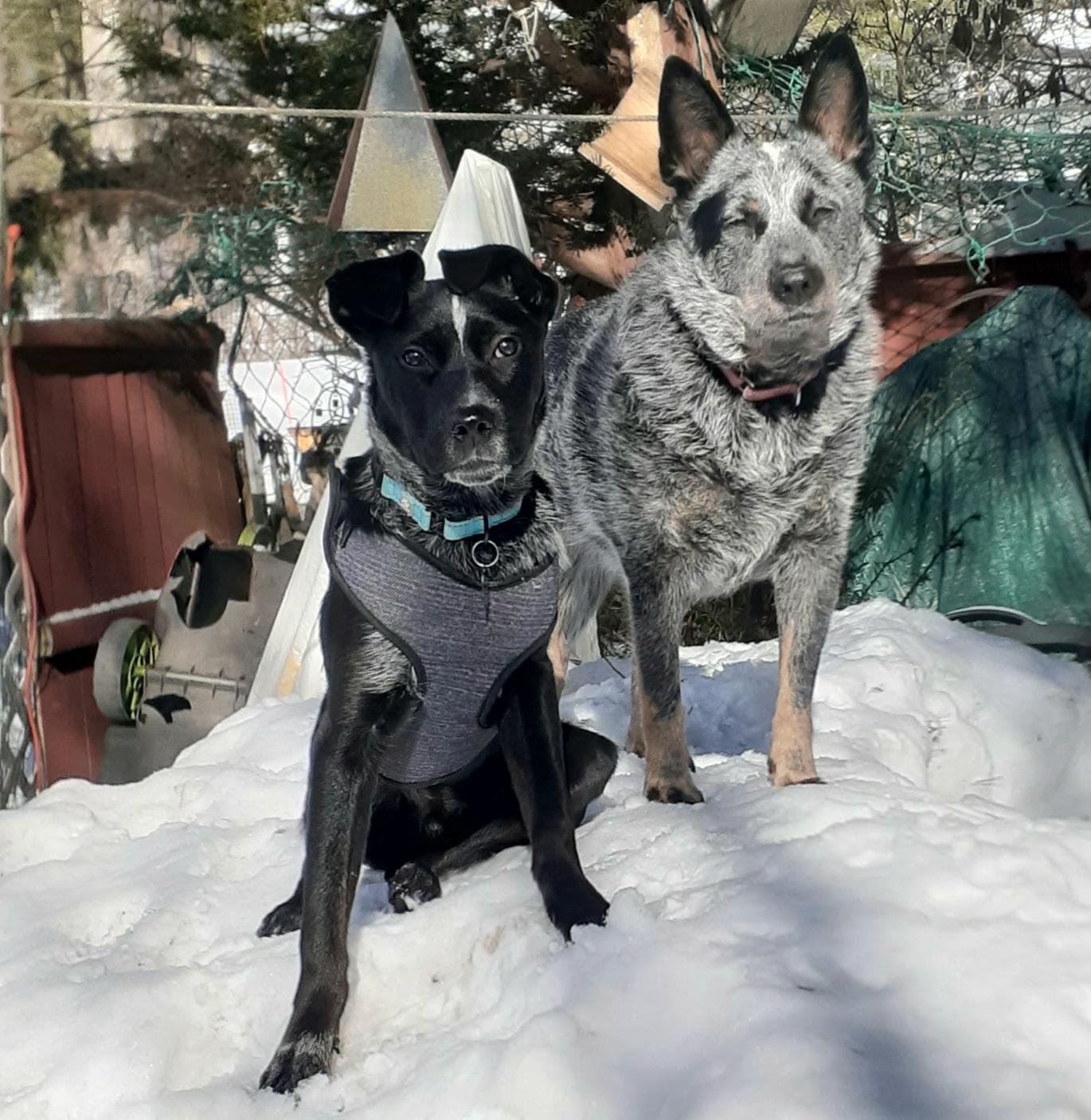 Enlarge Jax, a ADOPTABLE mixed breed in Garden City, NY image 5/5