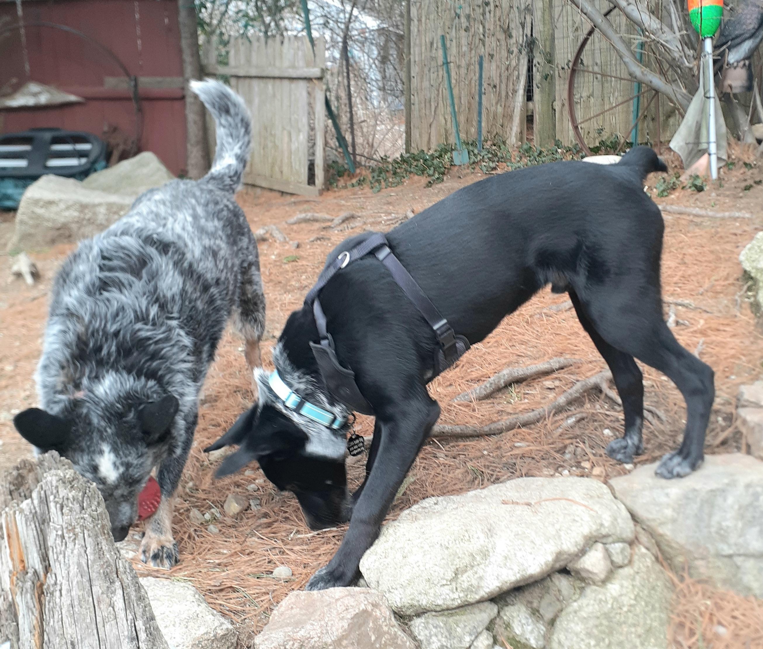 Enlarge Jax, a ADOPTABLE mixed breed in Garden City, NY image 4/5