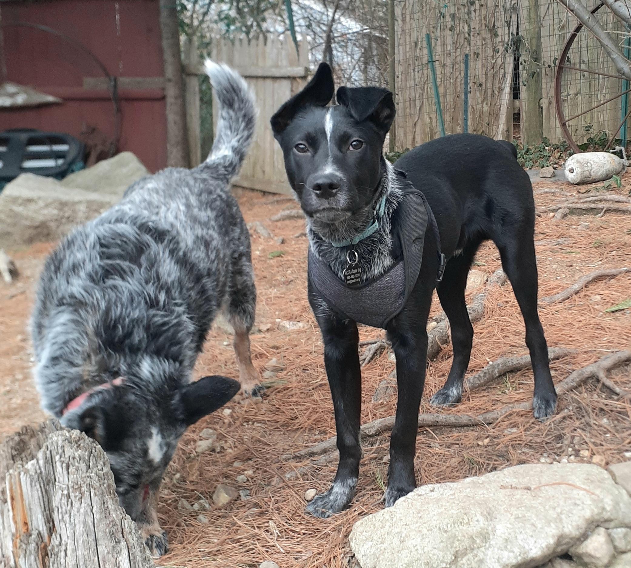 Enlarge Jax, a ADOPTABLE mixed breed in Garden City, NY image 3/5