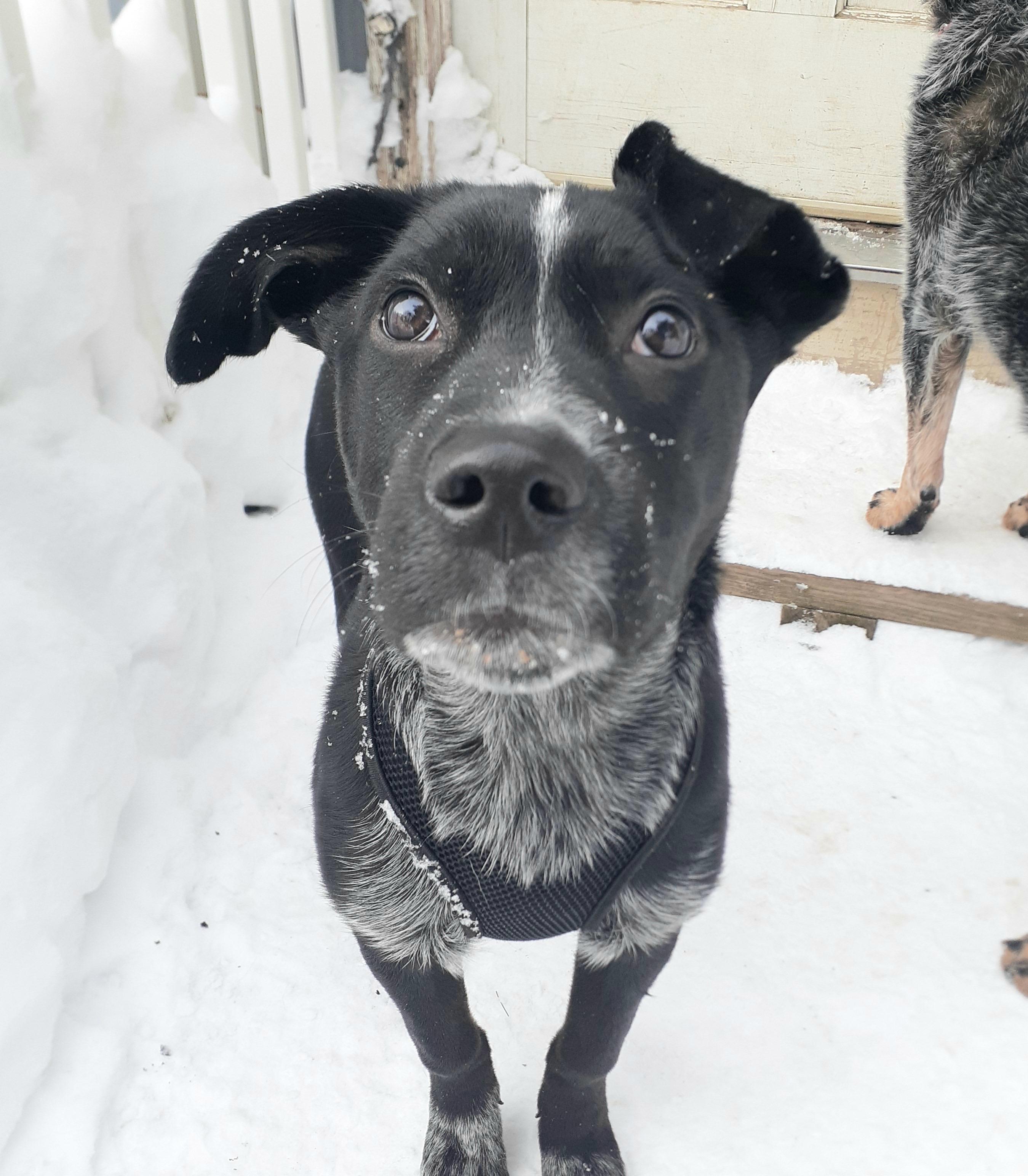 Jax, a ADOPTABLE mixed breed in Gloucester, MA image 5/6