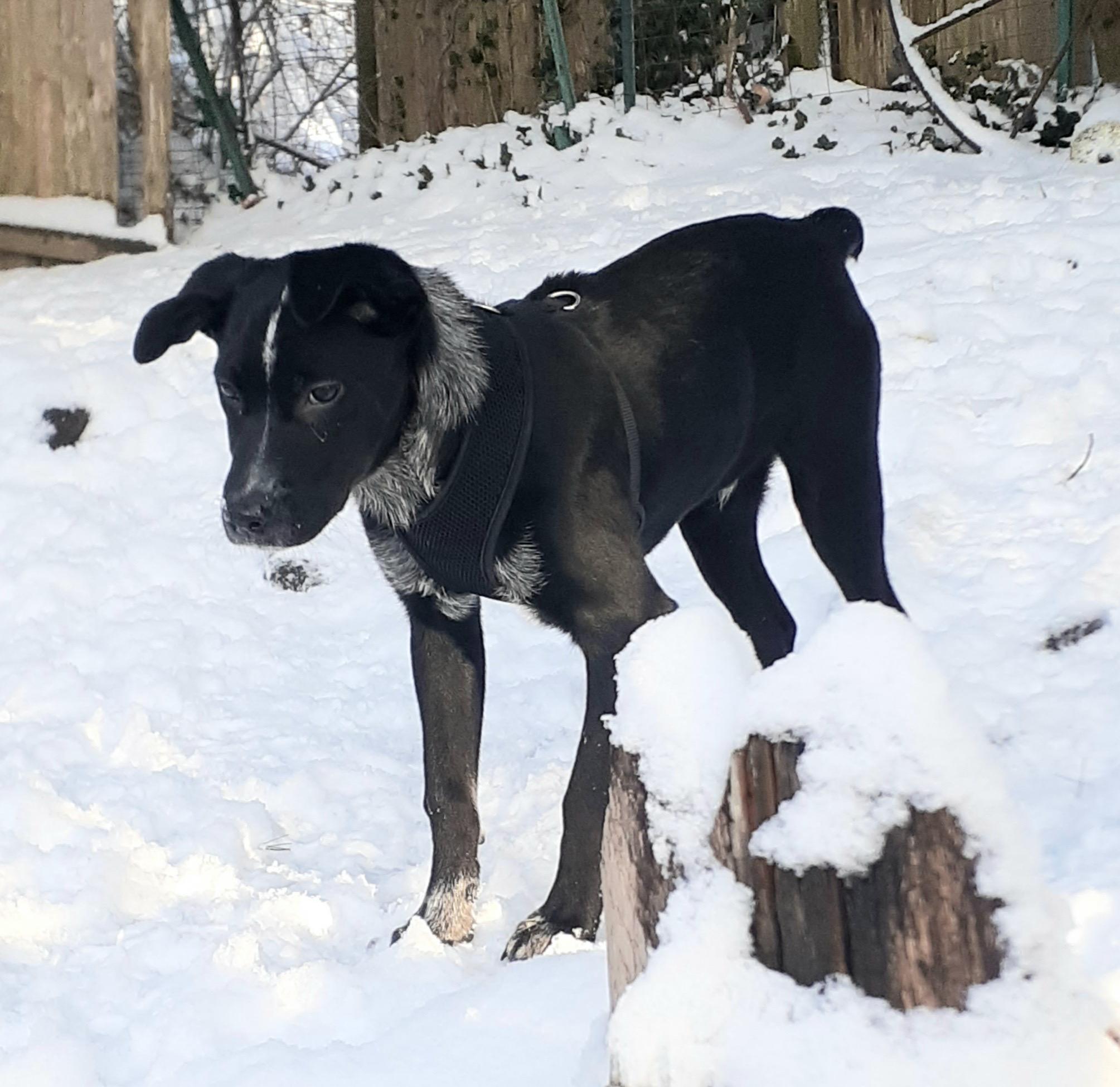 Jax, a ADOPTABLE mixed breed in Gloucester, MA image 2/6