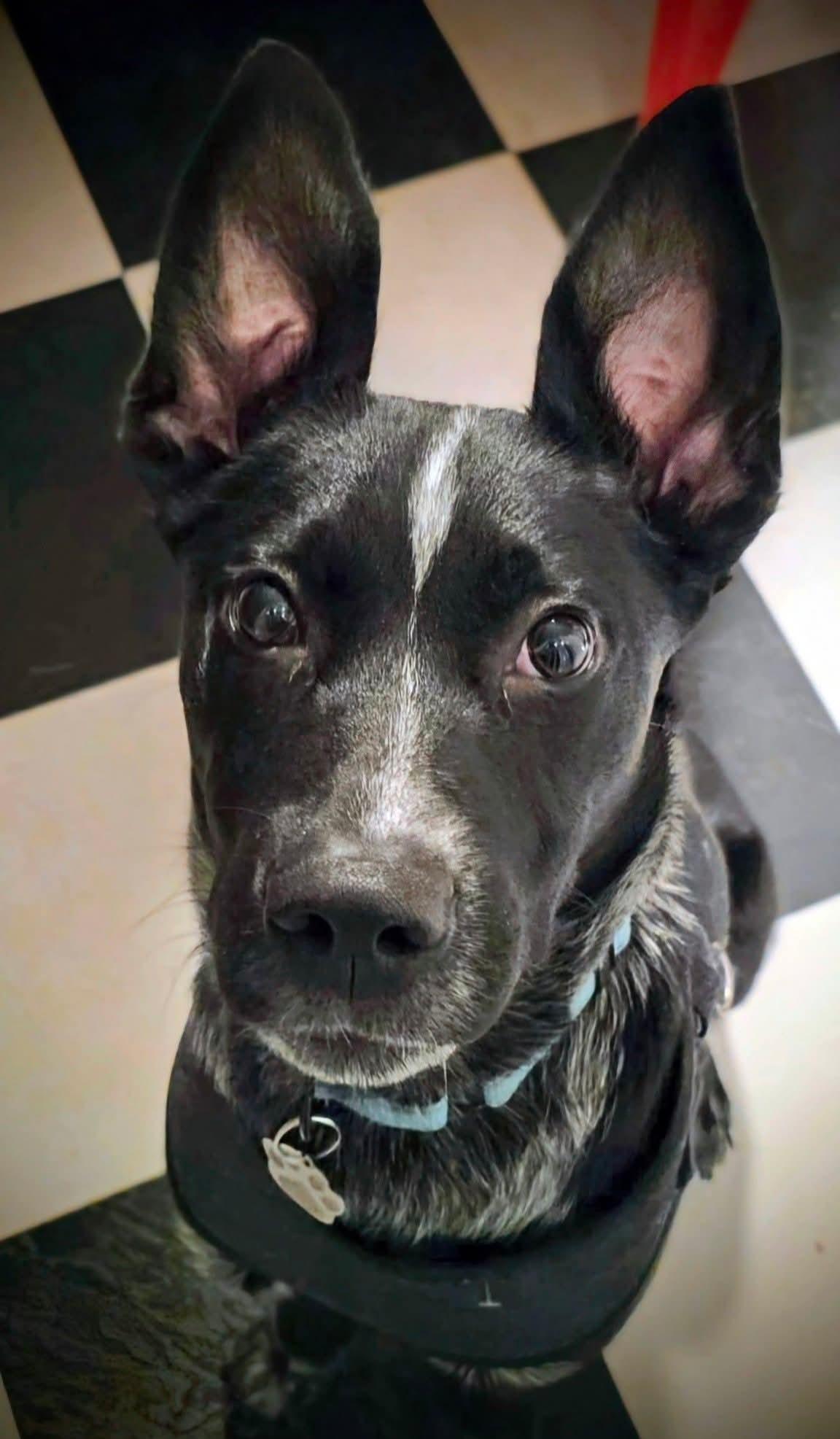 Jax, ADOPTABLE, Young Male Australian Cattle Dog / Blue Heeler.