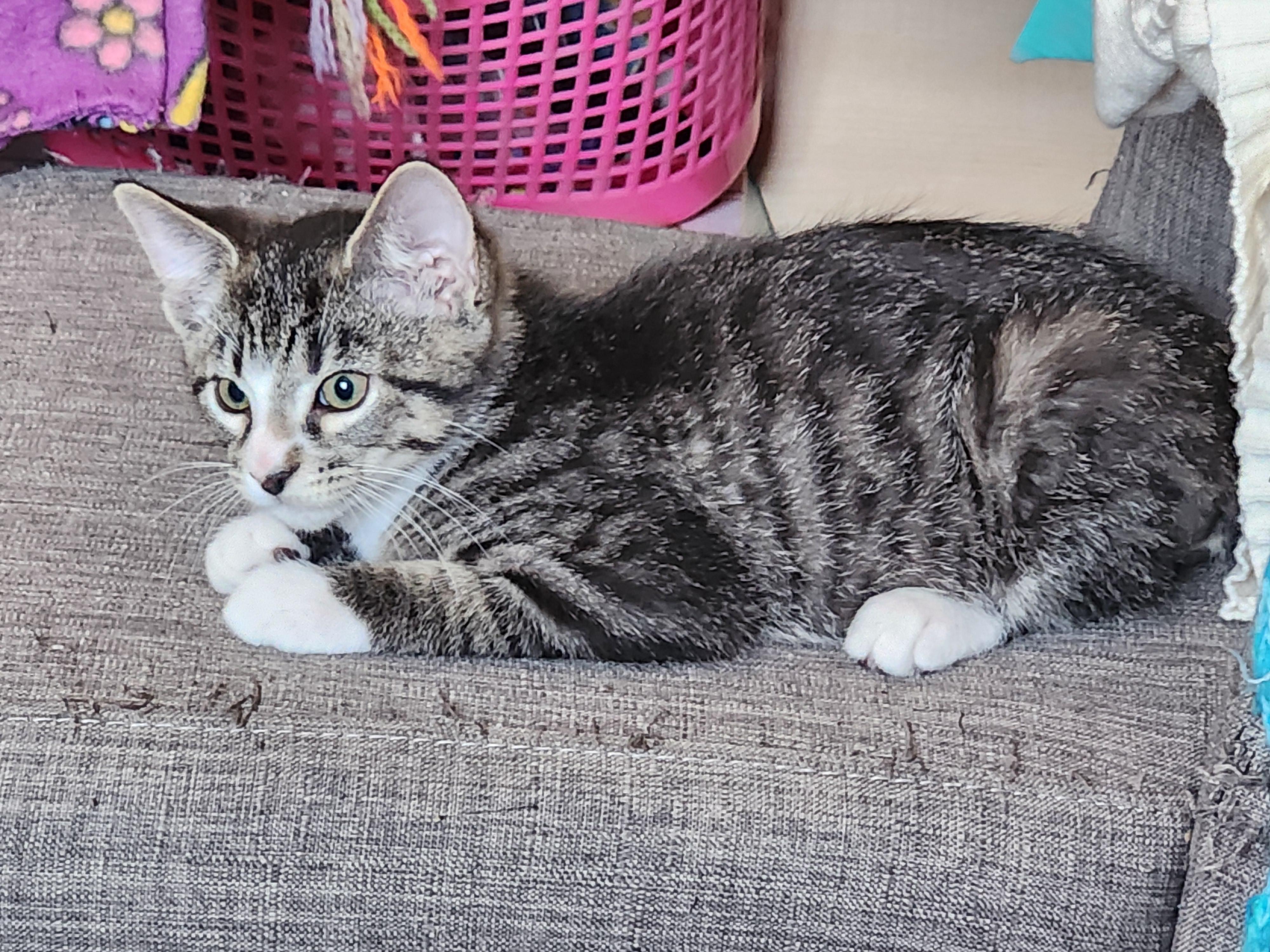 Spiderman, a Adoptable Domestic Short Hair in Kenosha, WI image 4/6