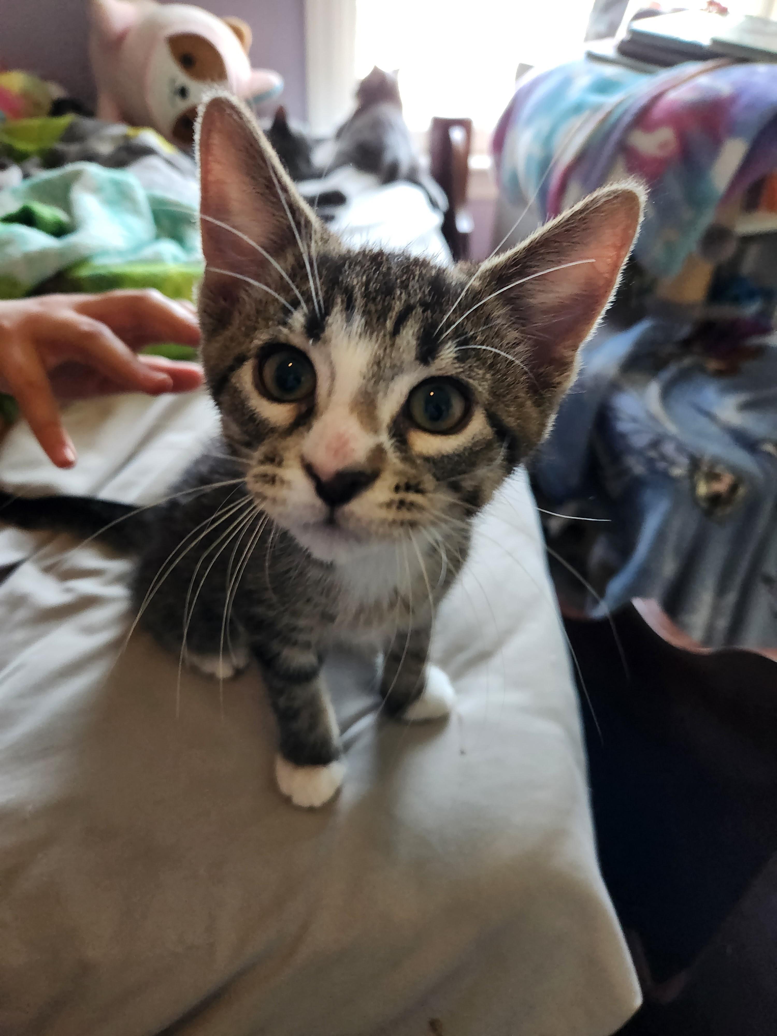 Spiderman, a Adoptable Domestic Short Hair in Kenosha, WI image 3/6