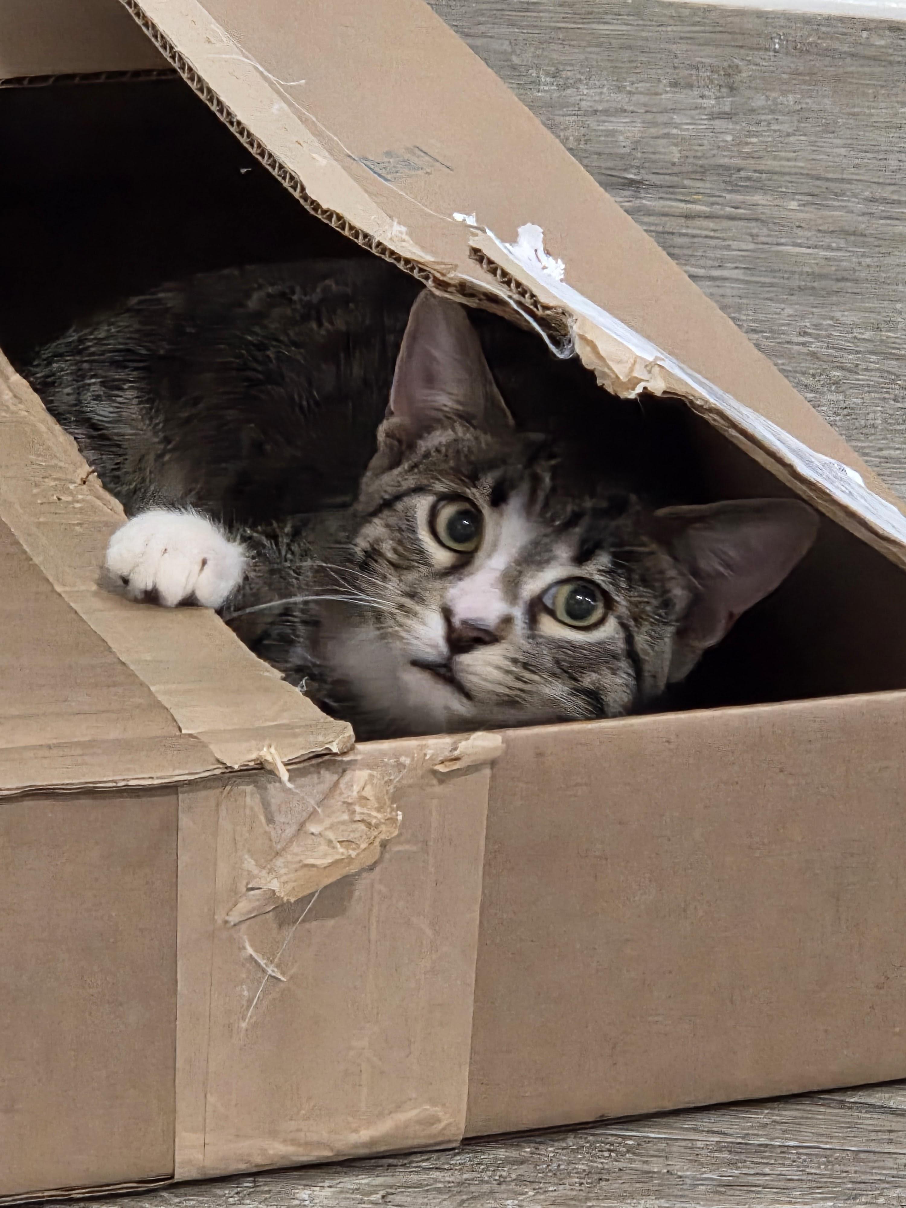 Spiderman, a Adoptable Domestic Short Hair in Kenosha, WI image 1/6