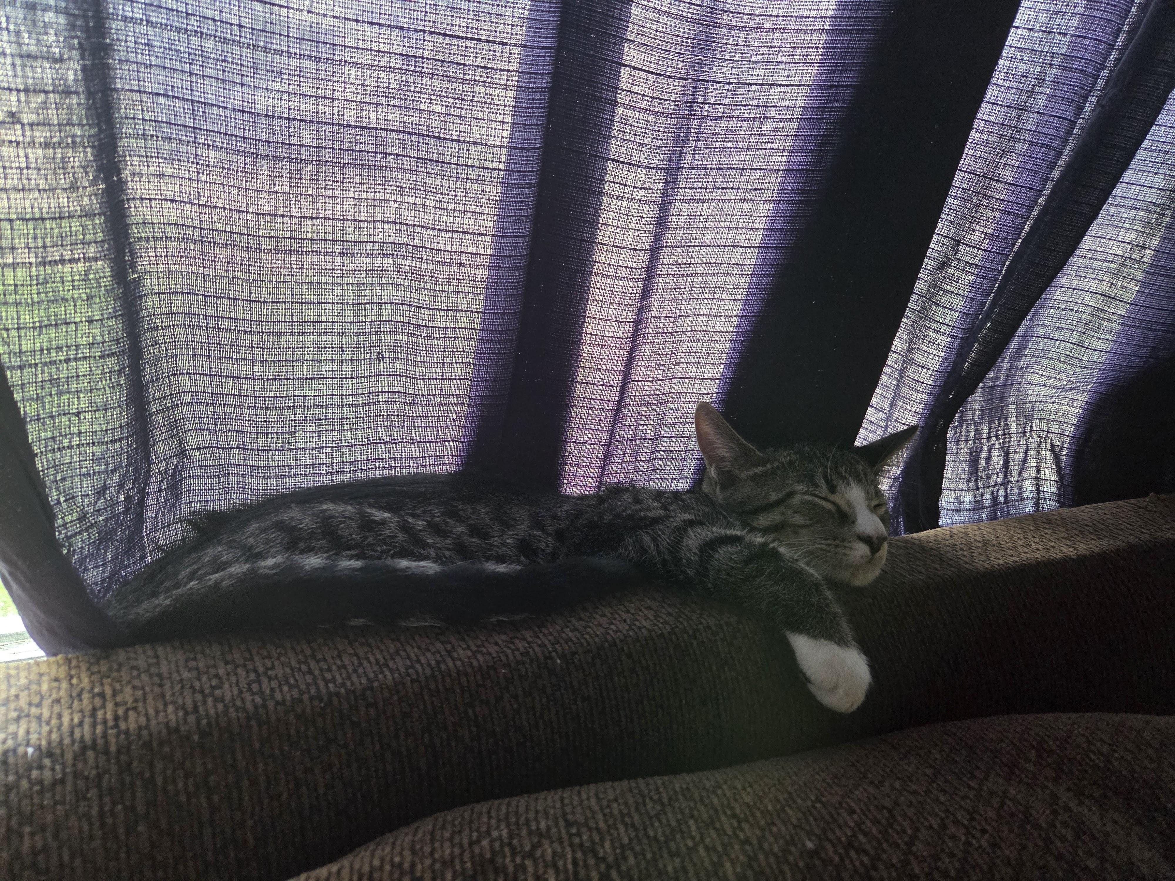 Spiderman, a Adoptable Domestic Short Hair in Kenosha, WI image 6/6