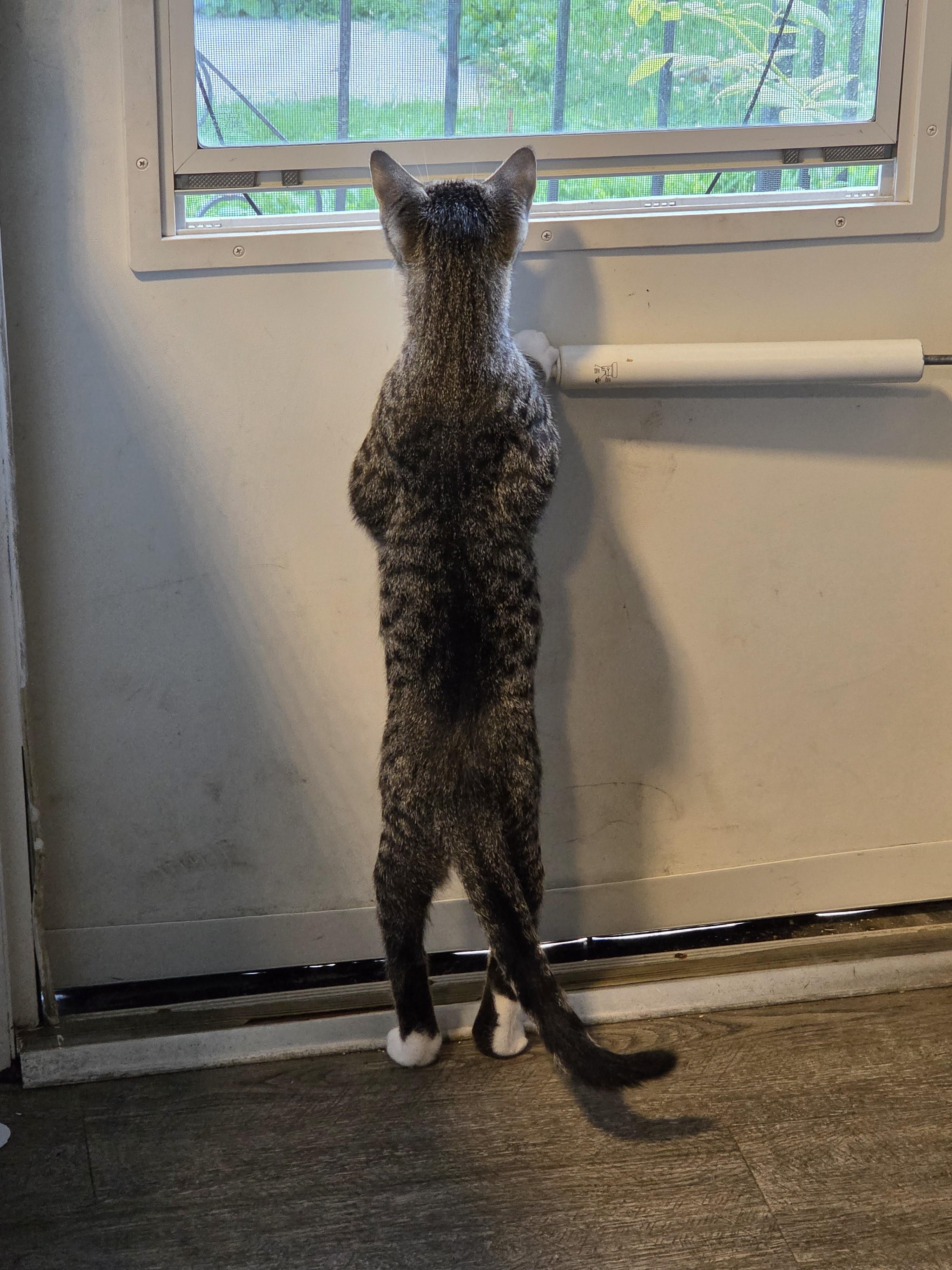 Spiderman, a Adoptable Domestic Short Hair in Kenosha, WI image 5/6