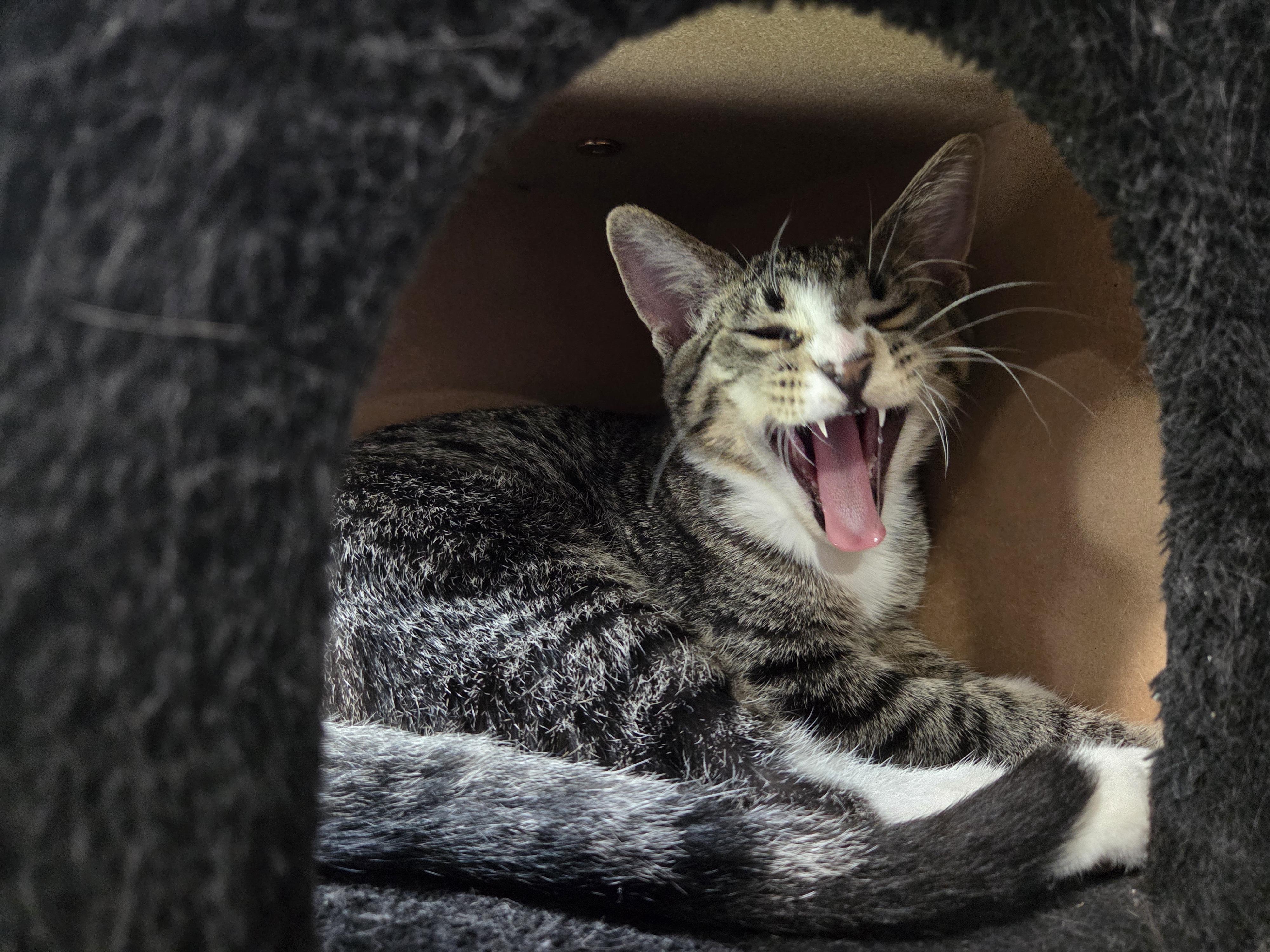 Spiderman, a Adoptable Domestic Short Hair in Kenosha, WI image 2/6