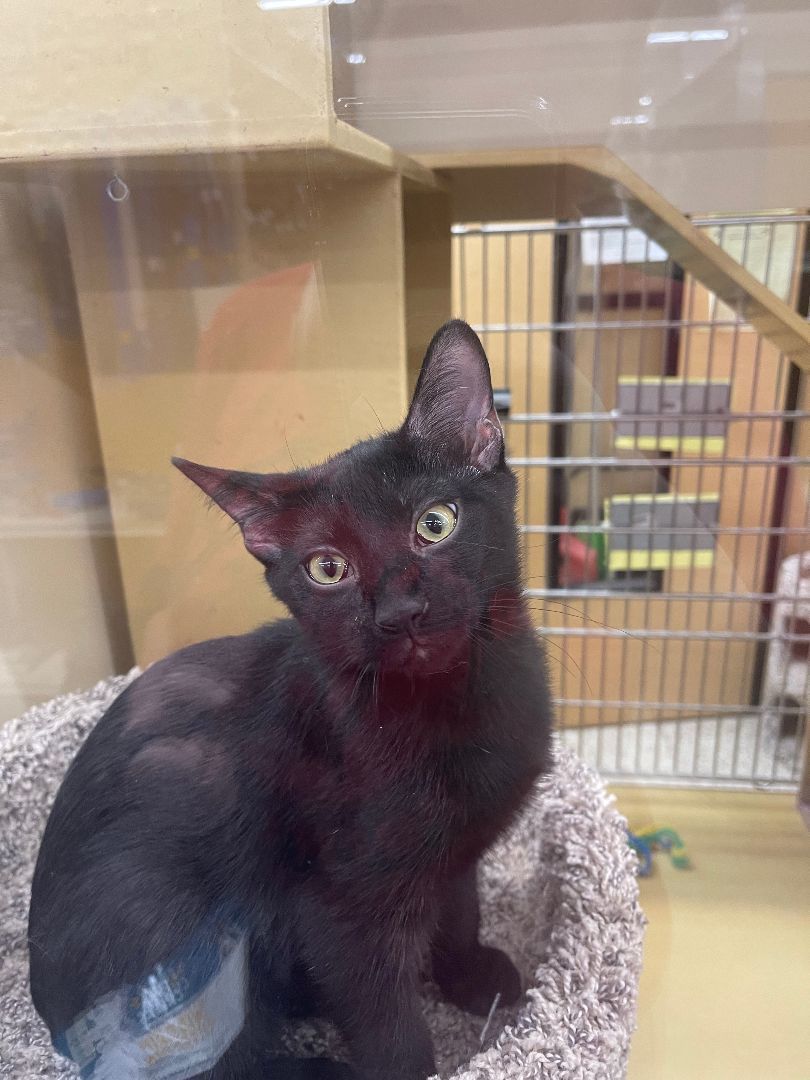 Enlarge Poblano, an adoptable Domestic Short Hair in Arlington, TX image 2/6