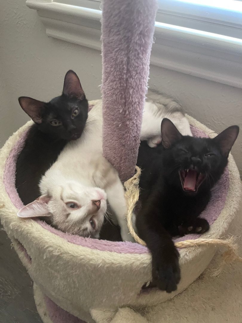 Enlarge Poblano, an adoptable Domestic Short Hair in Arlington, TX image 3/6