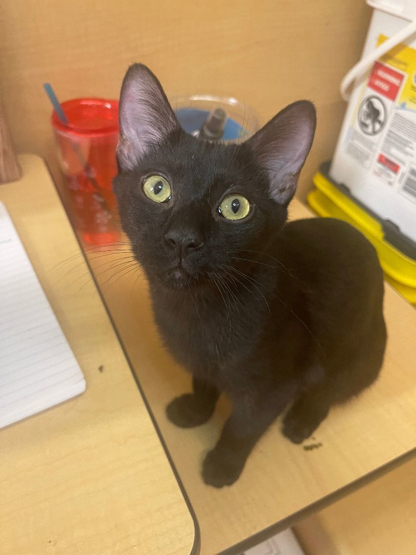 Enlarge Poblano, an adoptable Domestic Short Hair in Arlington, TX image 4/6