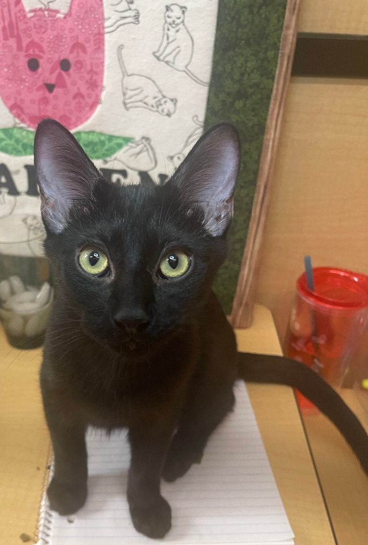Enlarge Poblano, an adoptable Domestic Short Hair in Arlington, TX image 5/6