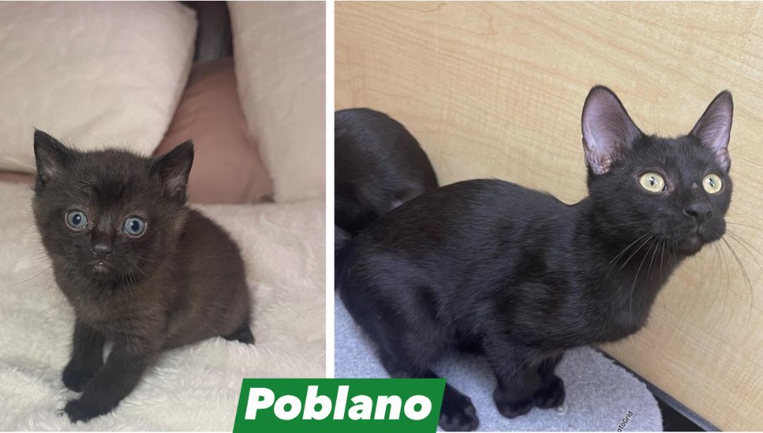 Enlarge Poblano, an adoptable Domestic Short Hair in Arlington, TX image 6/6