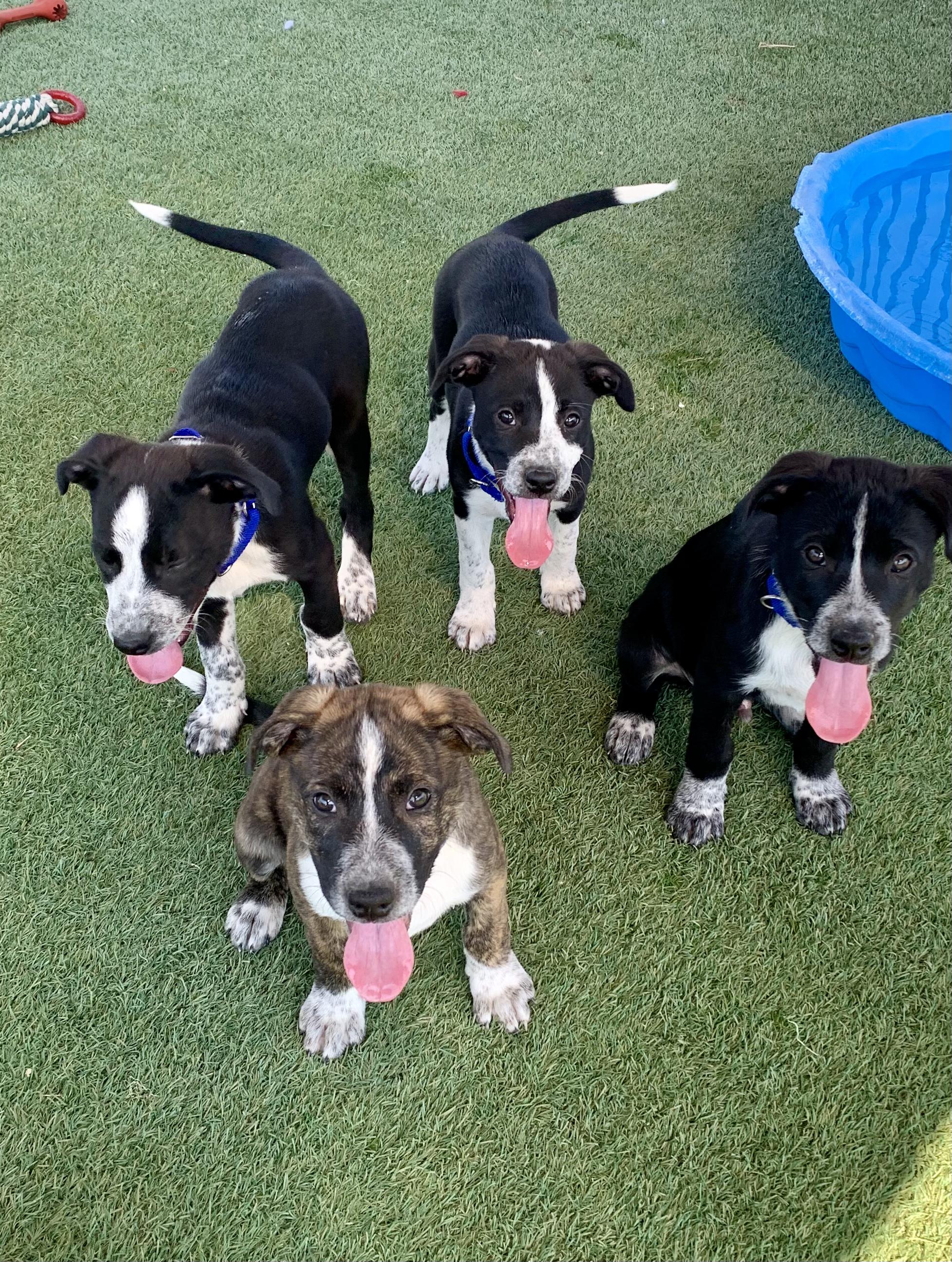 Enlarge The Addams Family Litter, a Adopted mixed breed in Grass Valley, CA image 2/6
