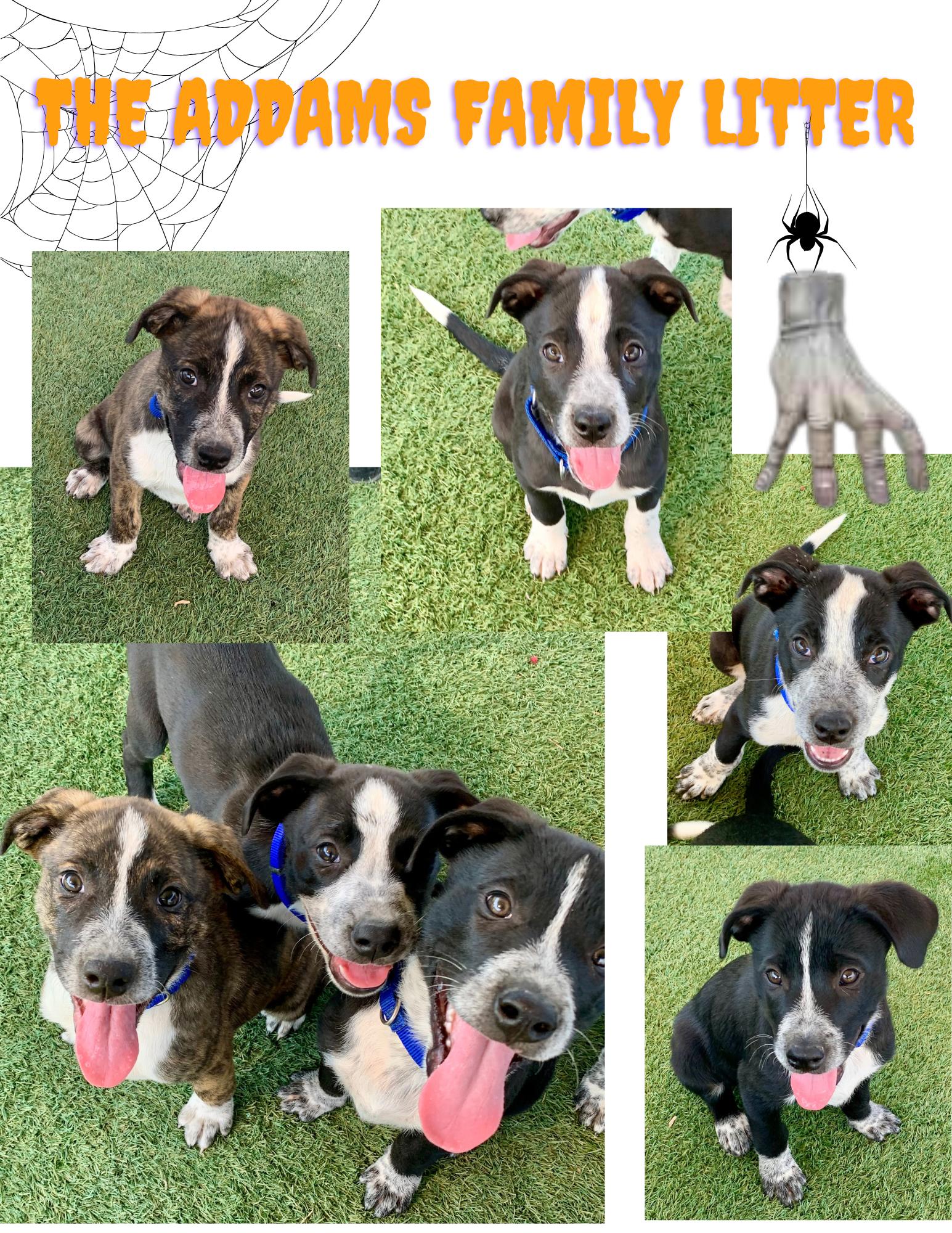 The Addams Family Litter, Adopted, Puppy Male Cattle Dog.