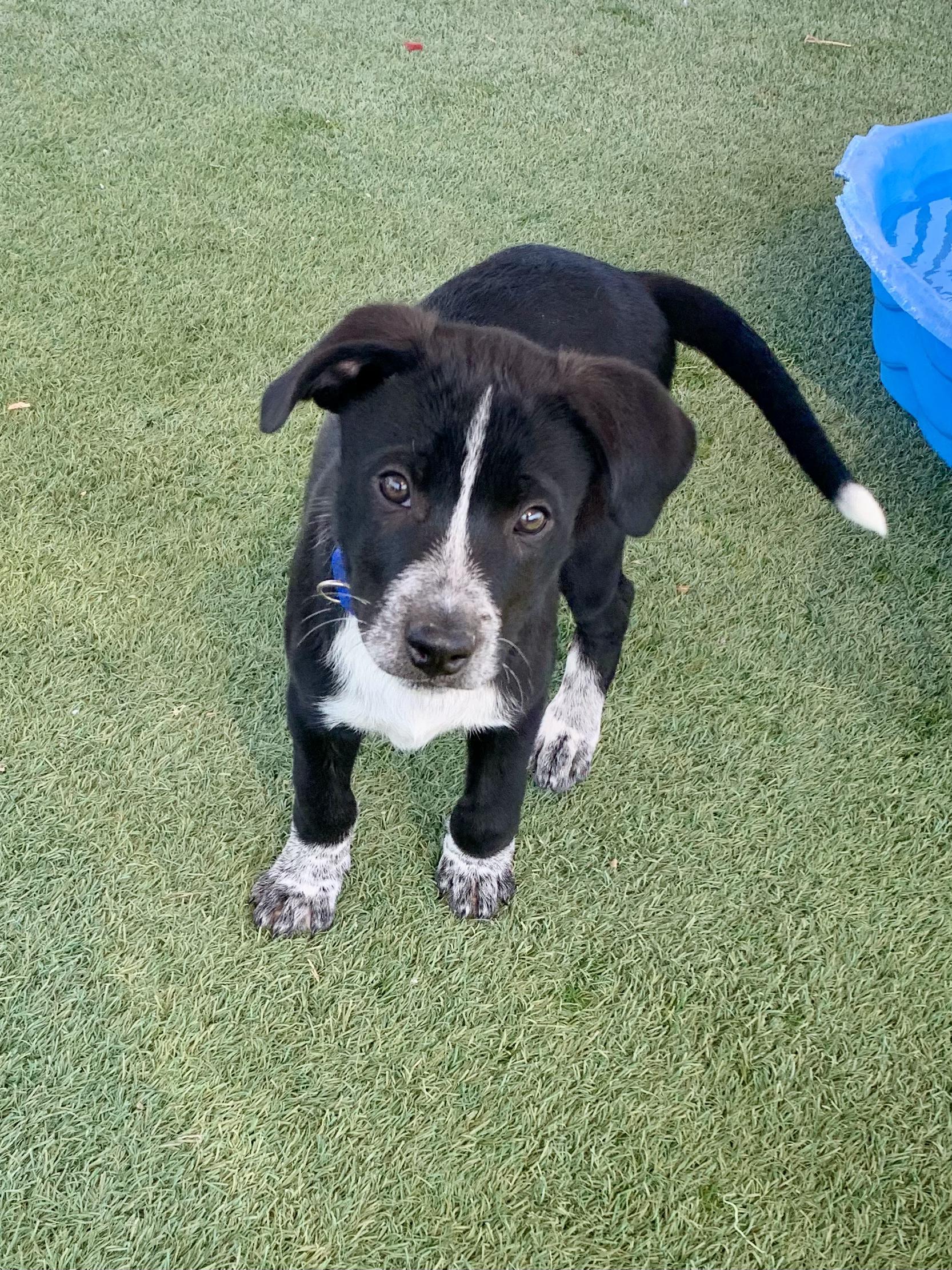 Enlarge The Addams Family Litter, a Adopted mixed breed in Grass Valley, CA image 4/6