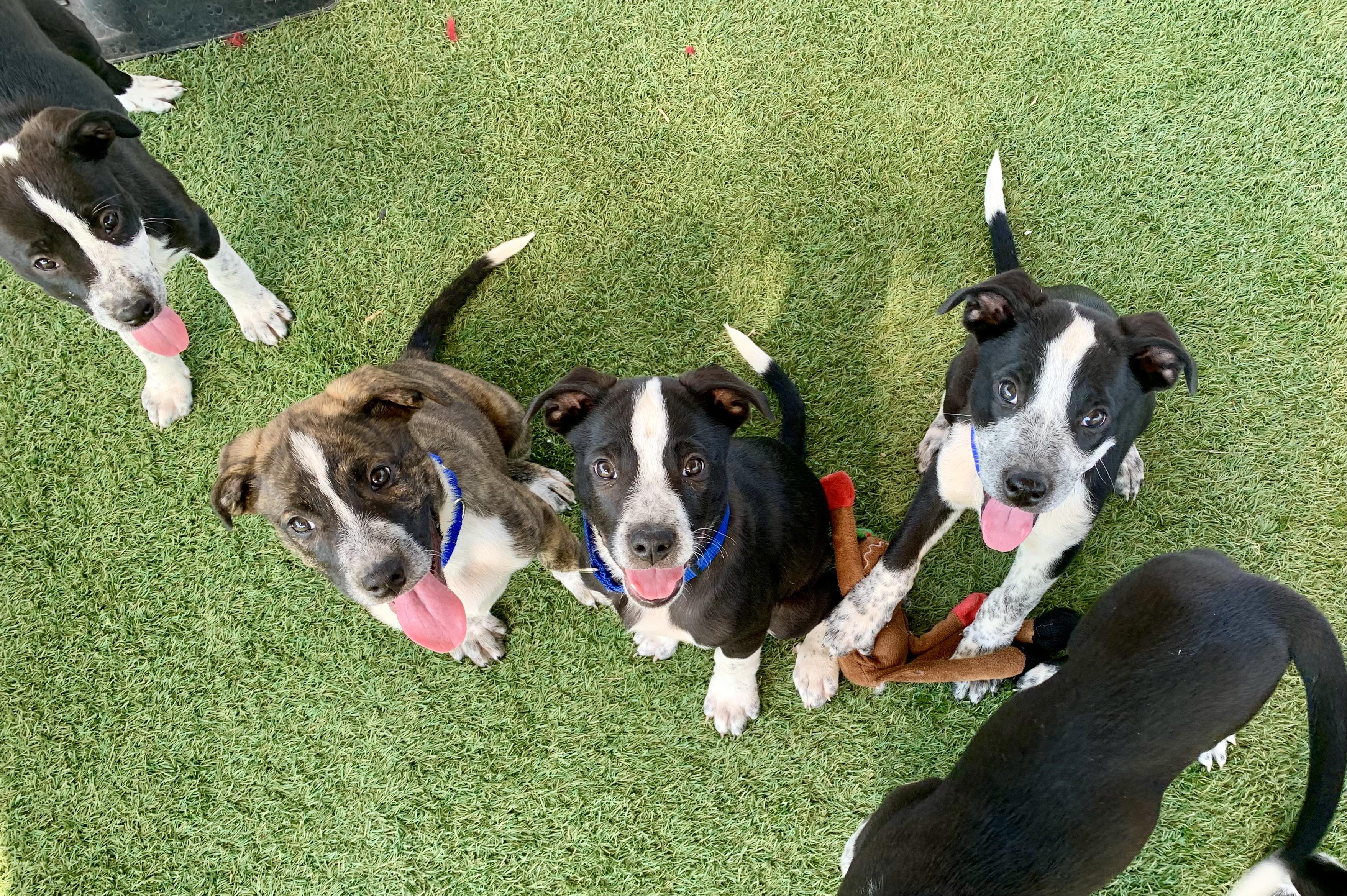 Enlarge The Addams Family Litter, a Adopted mixed breed in Grass Valley, CA image 6/6