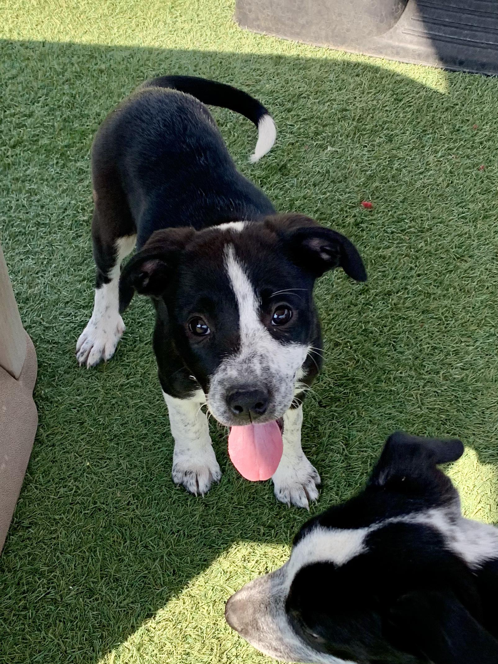 Enlarge The Addams Family Litter, a Adopted mixed breed in Grass Valley, CA image 5/6