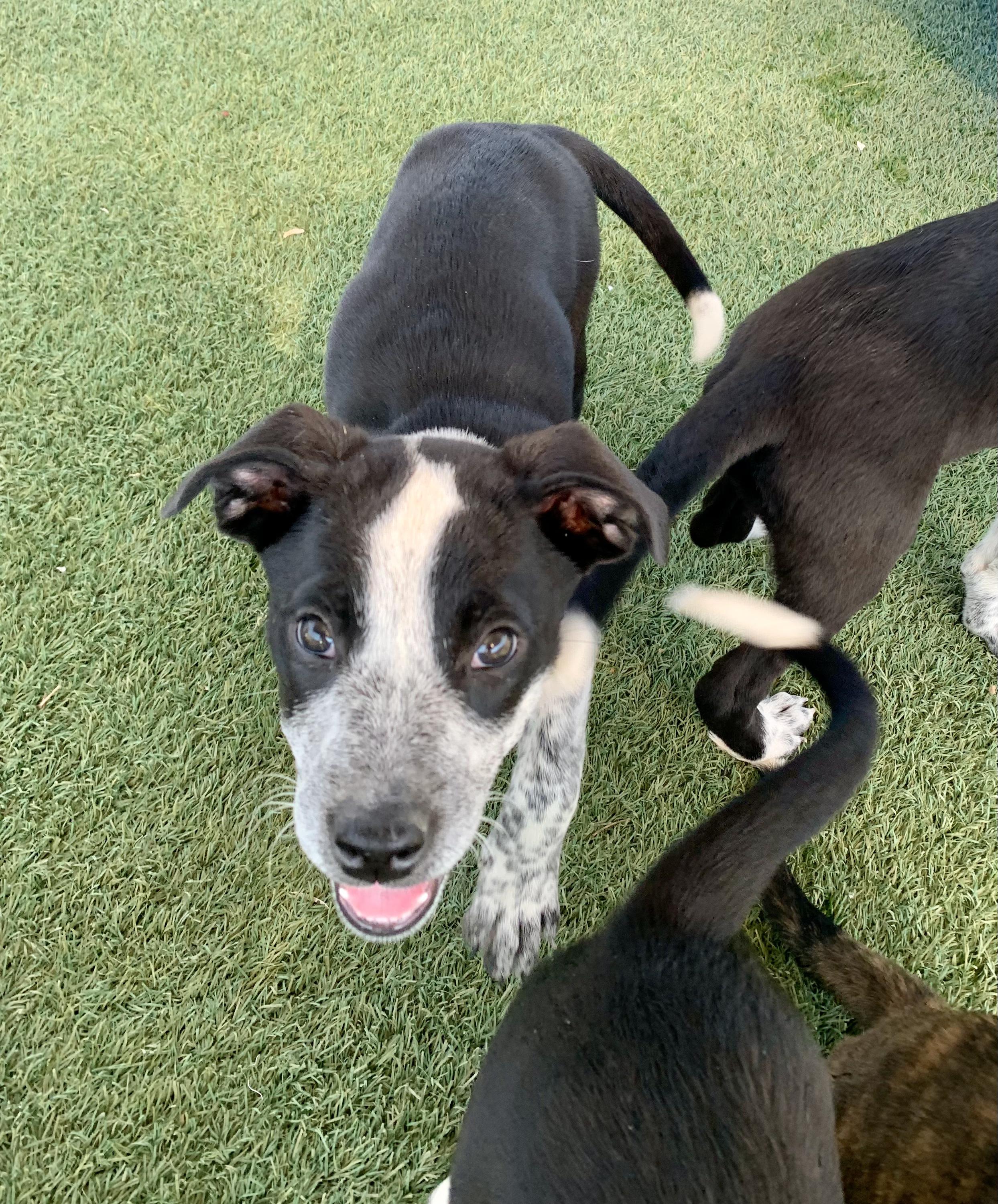 Enlarge The Addams Family Litter, a Adopted mixed breed in Grass Valley, CA image 3/6