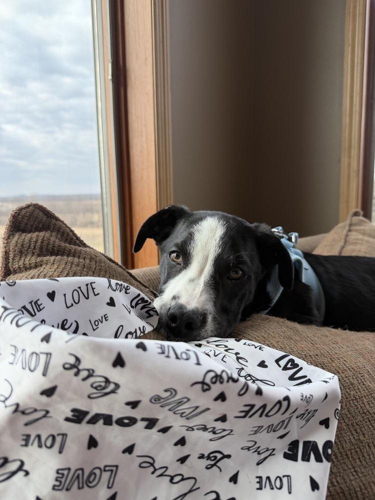 Enlarge Holbrook, a Adoptable mixed breed in Waunakee, WI image 1/5