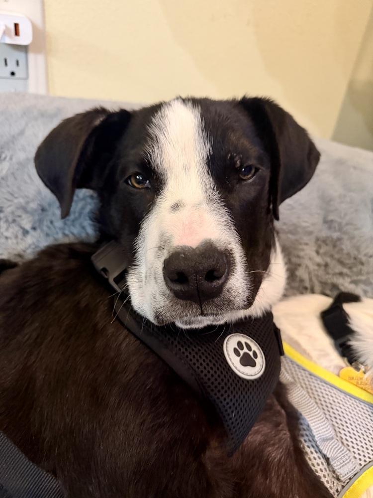 Enlarge Holbrook, a Adoptable mixed breed in Waunakee, WI image 2/5