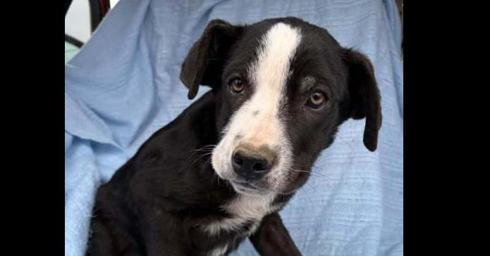 Enlarge Holbrook, a Adoptable mixed breed in Waunakee, WI image 4/5