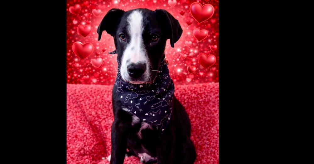 Enlarge Holbrook, a Adoptable mixed breed in Waunakee, WI image 5/5