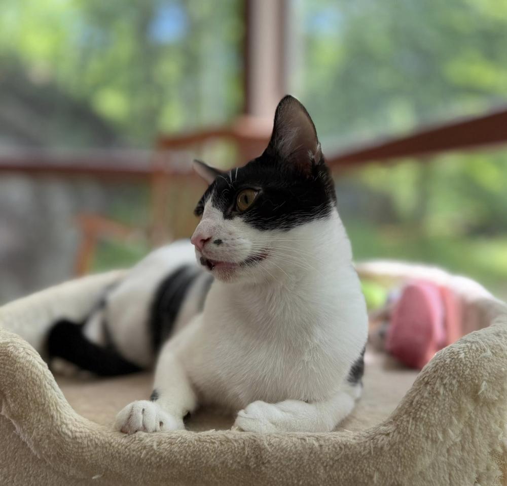 Enlarge Spot (Light on Poindexter), a Adoptable mixed breed in Warren, CT image 4/6