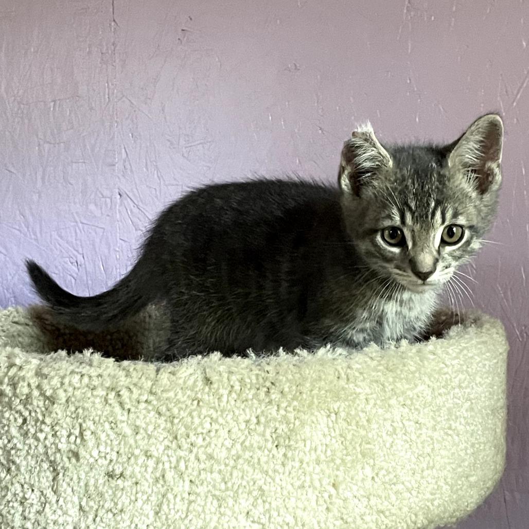 Ruffles, Adoptable, Kitten Male Domestic Short Hair.